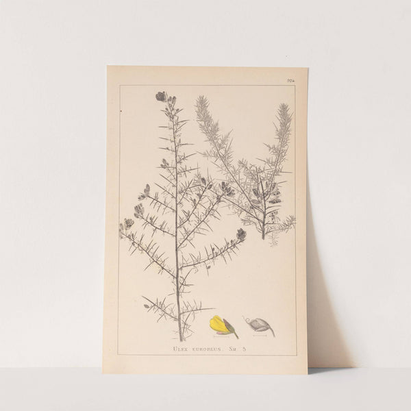 Herbier de la flore française Pl.0164 by Louis Antoine Cusin