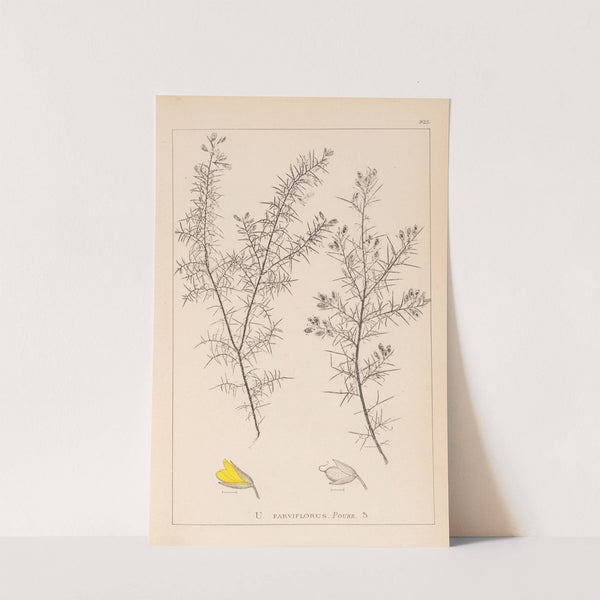 Herbier de la flore française Pl.0165 by Louis Antoine Cusin