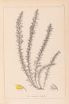 Herbier de la flore française Pl.0166