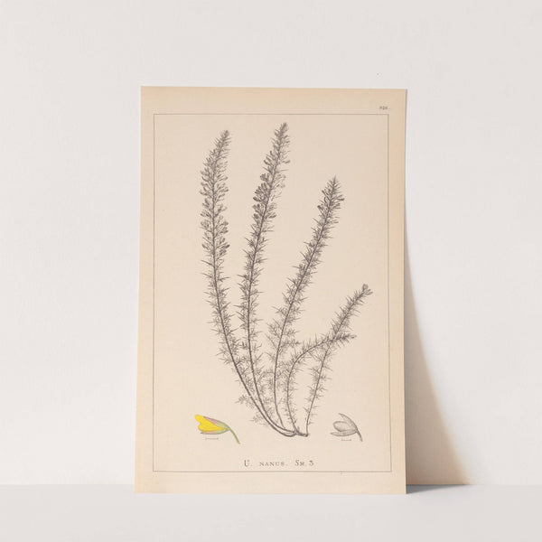 Herbier de la flore française Pl.0166 by Louis Antoine Cusin