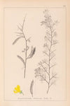 Herbier de la flore française Pl.0168