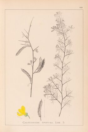 Herbier de la flore française Pl.0168