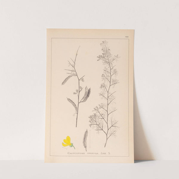 Herbier de la flore française Pl.0168 by Louis Antoine Cusin