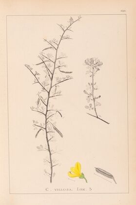 Herbier de la flore française Pl.0169