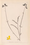 Herbier de la flore française Pl.0170
