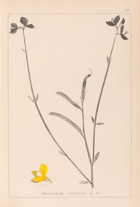 Herbier de la flore française Pl.0170