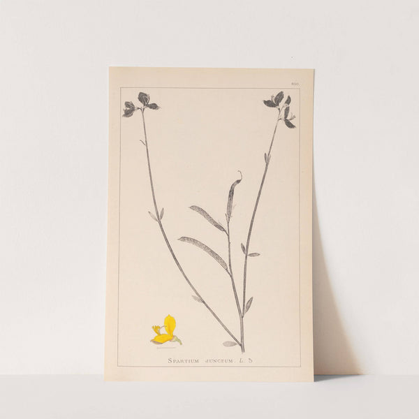 Herbier de la flore française Pl.0170 by Louis Antoine Cusin