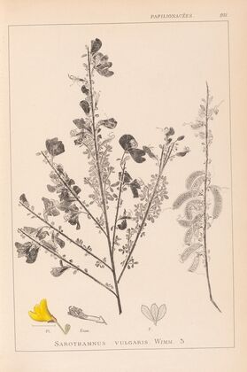 Herbier de la flore française Pl.0171
