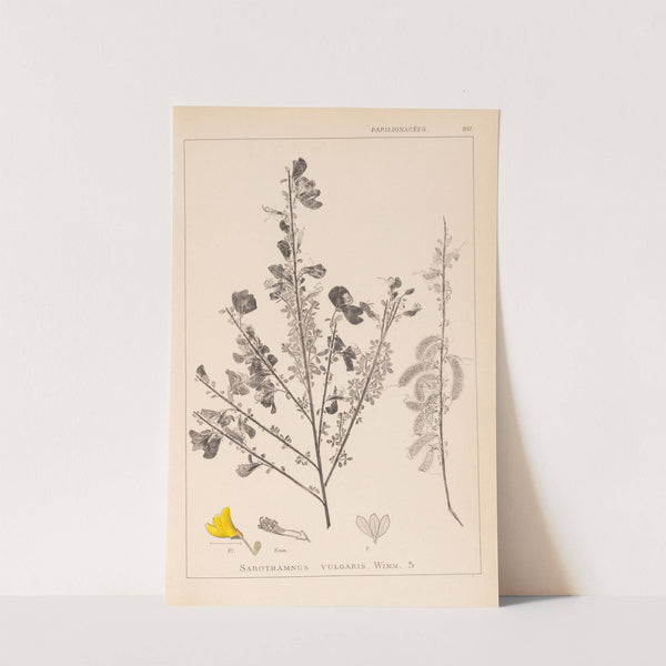Herbier de la flore française Pl.0171 by Louis Antoine Cusin