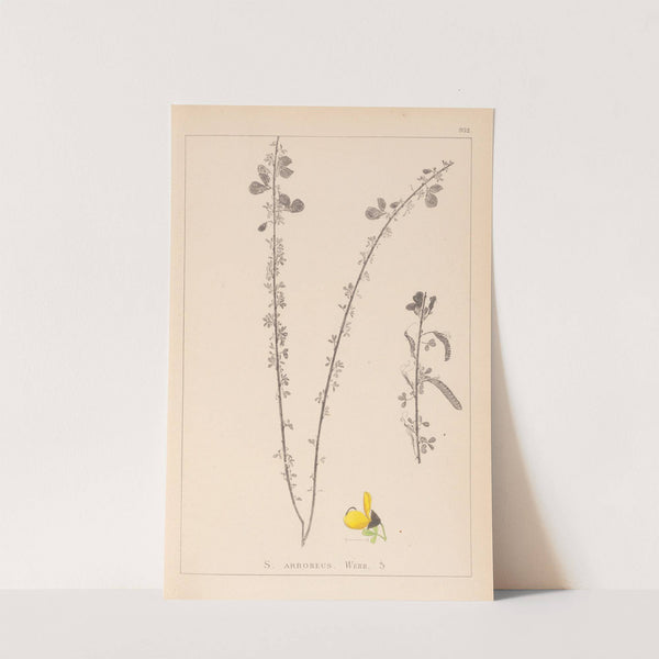 Herbier de la flore française Pl.0172 by Louis Antoine Cusin