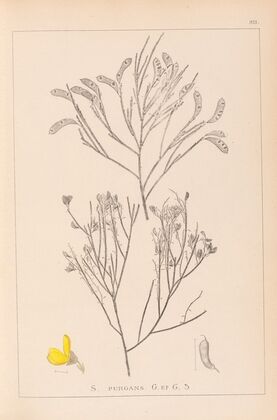 Herbier de la flore française Pl.0173