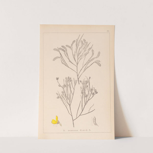 Herbier de la flore française Pl.0173 by Louis Antoine Cusin