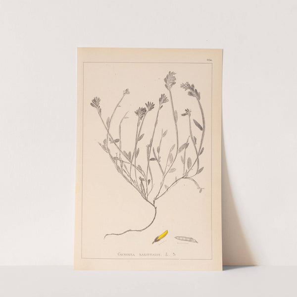 Herbier de la flore française Pl.0174 by Louis Antoine Cusin