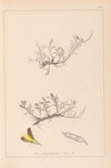Herbier de la flore française Pl.0177