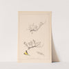 Herbier de la flore française Pl.0177 by Louis Antoine Cusin