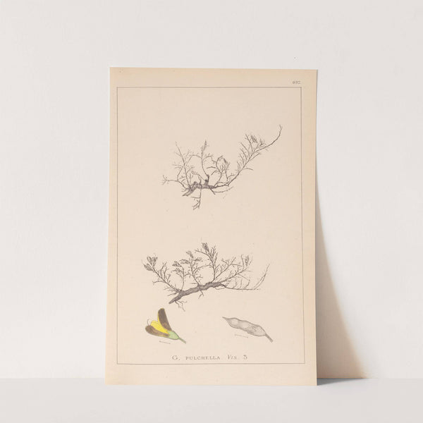Herbier de la flore française Pl.0177 by Louis Antoine Cusin