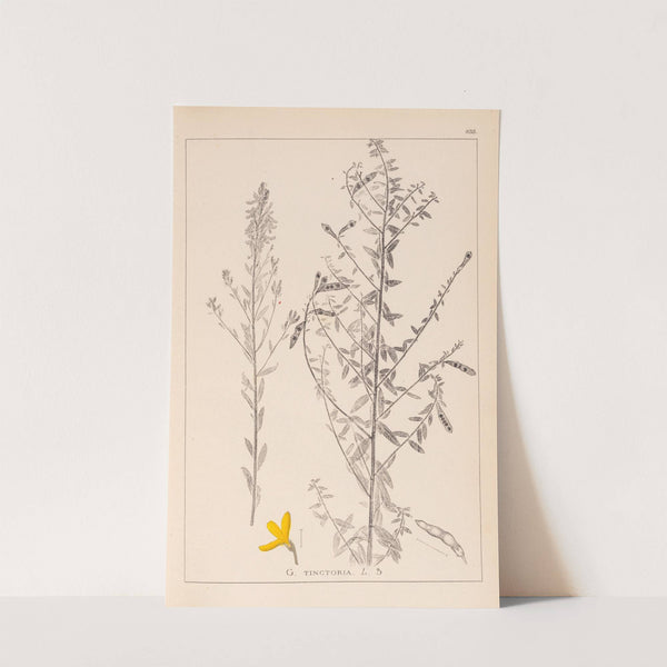 Herbier de la flore française Pl.0178 by Louis Antoine Cusin