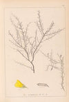 Herbier de la flore française Pl.0183