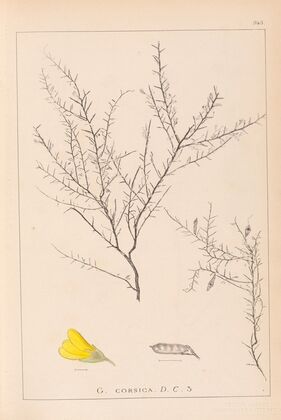 Herbier de la flore française Pl.0183