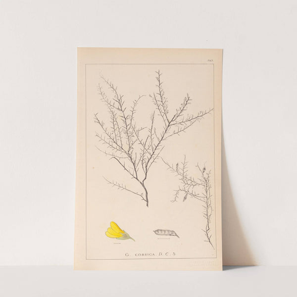 Herbier de la flore française Pl.0183 by Louis Antoine Cusin