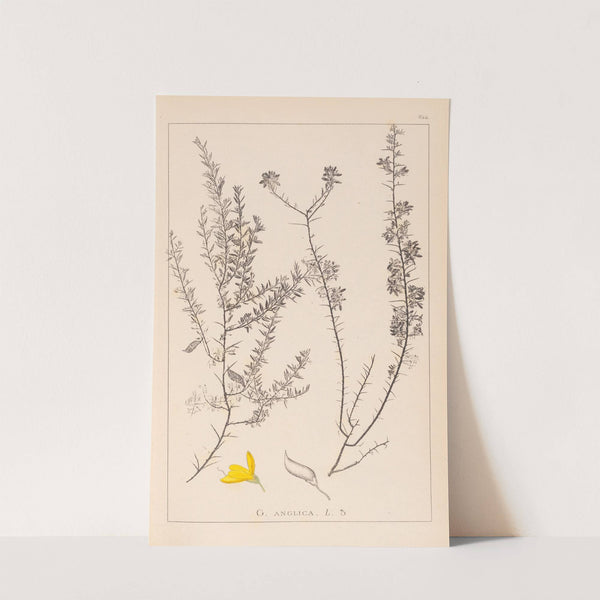 Herbier de la flore française Pl.0184 by Louis Antoine Cusin