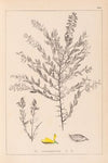 Herbier de la flore française Pl.0185