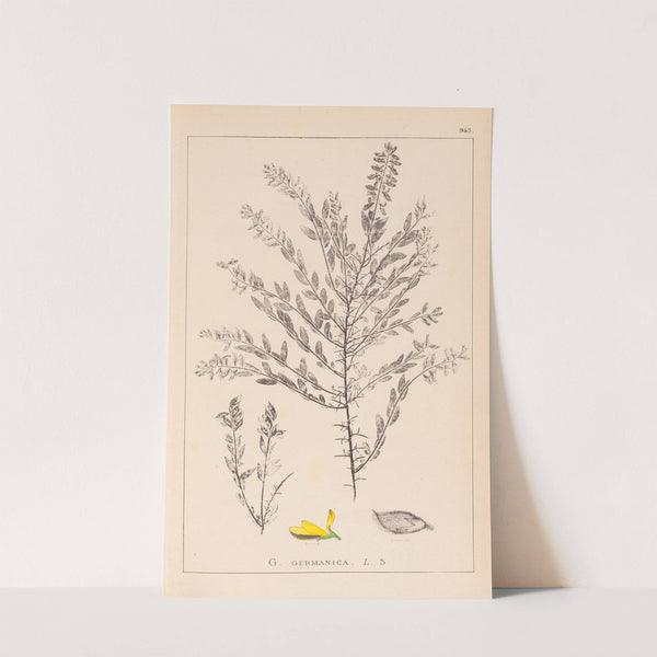 Herbier de la flore française Pl.0185 by Louis Antoine Cusin