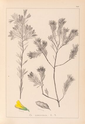 Herbier de la flore française Pl.0188