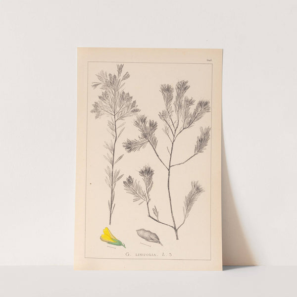 Herbier de la flore française Pl.0188 (1867-1876) by Louis Antoine Cusin