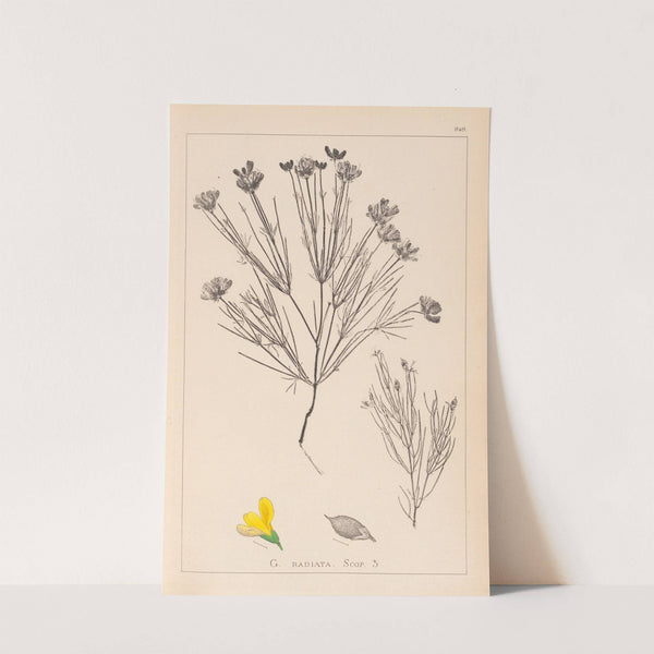 Herbier de la flore française Pl.0189 (1867-1876) by Louis Antoine Cusin