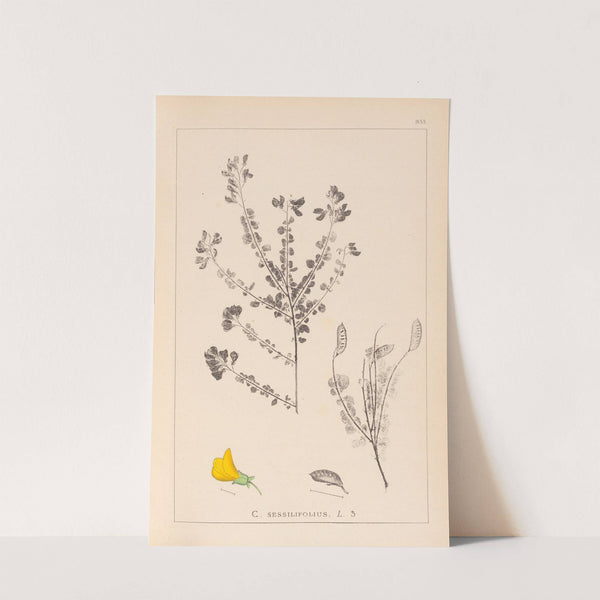 Herbier de la flore française Pl.0193 (1867-1876) by Louis Antoine Cusin