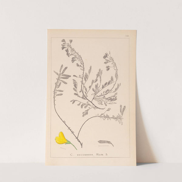 Herbier de la flore française Pl.0194 (1867-1876) by Louis Antoine Cusin