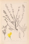 Herbier de la flore française Pl.0196