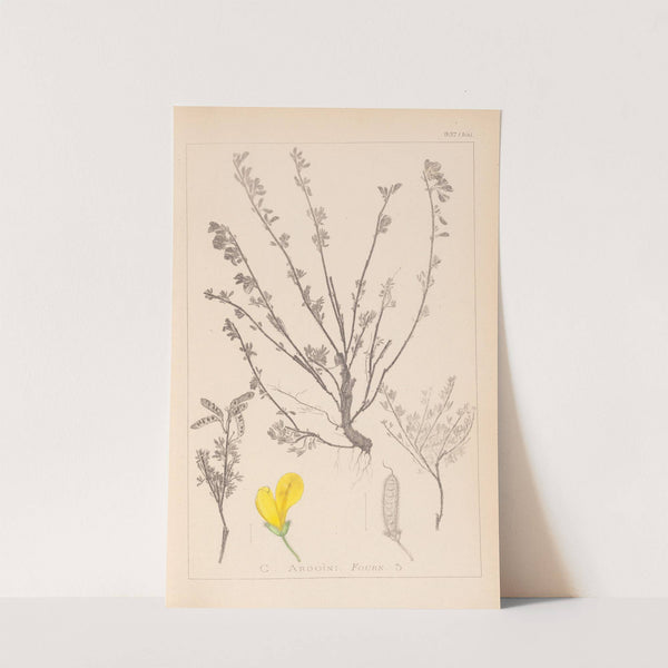 Herbier de la flore française Pl.0196 by Louis Antoine Cusin