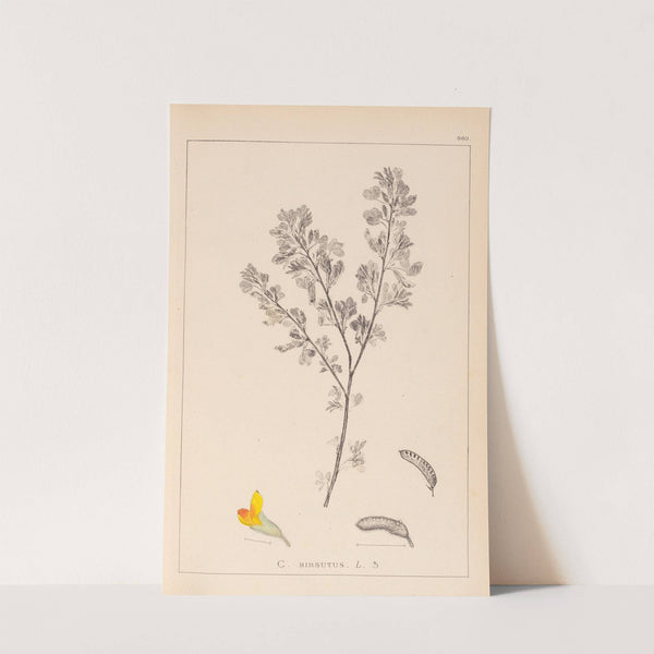 Herbier de la flore française Pl.0199 by Louis Antoine Cusin