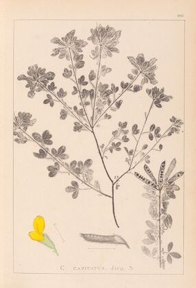 Herbier de la flore française Pl.0200