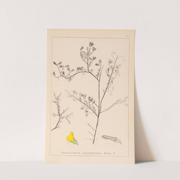 Herbier de la flore française Pl.0203 by Louis Antoine Cusin