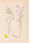 Herbier de la flore française Pl.0204
