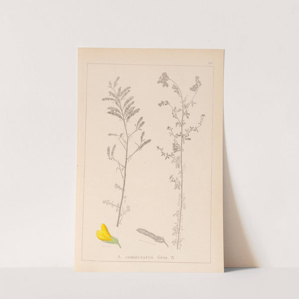 Herbier de la flore française Pl.0204 by Louis Antoine Cusin