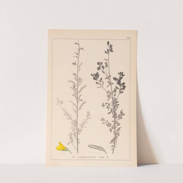 Herbier de la flore française Pl.0205 by Louis Antoine Cusin