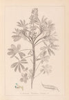 Herbier de la flore française Pl.0206