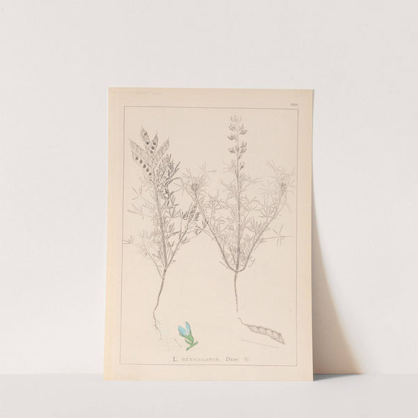 Herbier de la flore française Pl.0208 by Louis Antoine Cusin