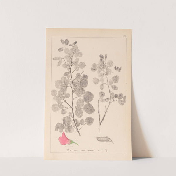 Herbier de la flore française Pl.0210 by Louis Antoine Cusin