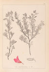 Herbier de la flore française Pl.0211