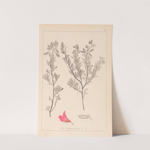 Herbier de la flore française Pl.0211 by Louis Antoine Cusin