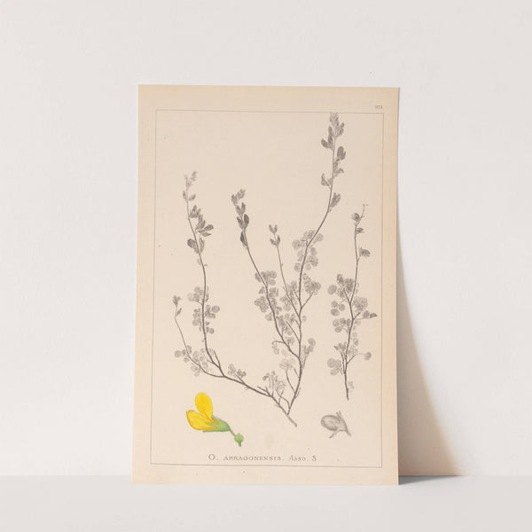 Herbier de la flore française Pl.0212 by Louis Antoine Cusin