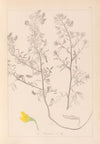 Herbier de la flore française Pl.0213