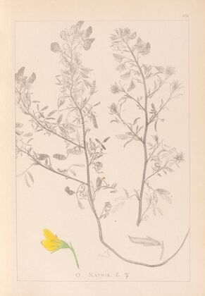 Herbier de la flore française Pl.0213