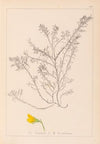 Herbier de la flore française Pl.0214