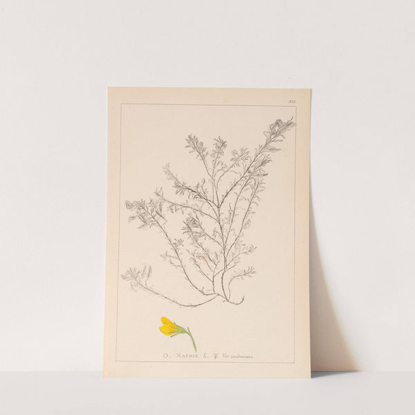 Herbier de la flore française Pl.0214 by Louis Antoine Cusin